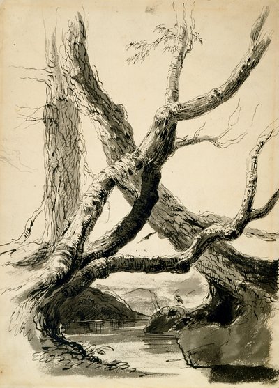 رسم جذوع شجرة ، حوالي 1825-40 (حبر أسود ، قلم رصاص ، غسيل وقلم رصاص على ورق أبيض) بواسطة توماس كول