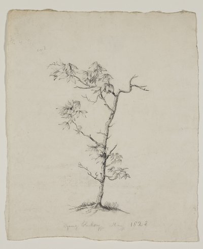 يونغ هيكوري بواسطة توماس كول