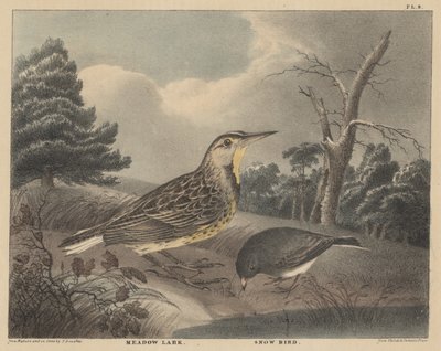 Meadow Lark and Snow Bird ، من "Doughty&39;s The Cabinet of Natural History and American Rural Sports" ، المجلد الأول ، 1830 بواسطة توماس دوتي