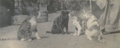 أربع قطط ، كاليفورنيا. 1895. بواسطة توماس إيكنز