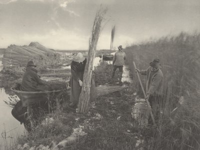 أثناء حصاد القصب، 1886 (الصورة) بواسطة توماس فريدريك جودال