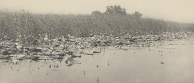 زنابق الماء، 1886 (صورة فوتوغرافية) بواسطة توماس فريدريك جودال