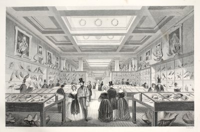 المتحف البريطاني ، معرض علم الحيوان ، من حانة "London Interiors with the Costumes and Ceremonies". جوزيف ميد ، لندن ، 1843 (نقش الفولاذ) بواسطة توماس هوسمر شيبرد