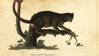 كينكاجو، بوتوس فلافوس. 1800 (نقش) بواسطة توماس بينانت