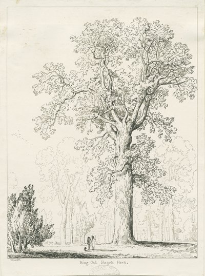 Blithfield - King Oak: الرسم بالقلم الجاف والحبر بواسطة توماس بيبلو وود