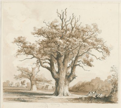 قاعة تيديسلي - أشجار البلوط: رسم بالقلم الرصاص وغسل ، بدون تاريخ [نوفمبر 1842] بواسطة توماس بيبلو وود