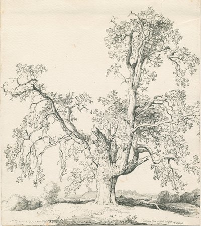 Tutbury - "Wych Elm": الرسم بالقلم الجاف والحبر بواسطة توماس بيبلو وود