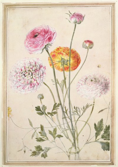 دراسة الزهور ، ج .1760 بواسطة Thomas Robins