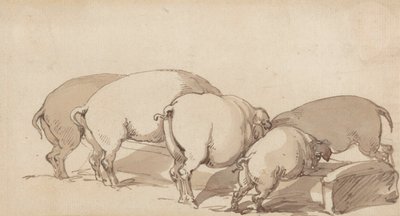 خنازير في حوض ، حوالي عام 1790 (جرافيت بقلم حبر وحبر وغسل بني على ورق) بواسطة توماس رولاندسون