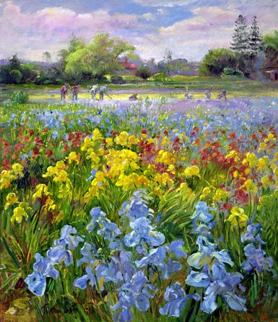 فريق العزق و Iris Fields بواسطة تيموثي ايستون