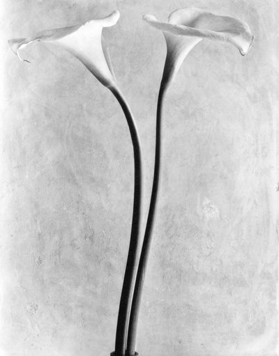 كالا ليليس ، مكسيكو سيتي ، 1925 بواسطة Tina Modotti