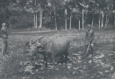 زراعة الأرز ، 1924 بواسطة وكالة الصحافة الموضعية