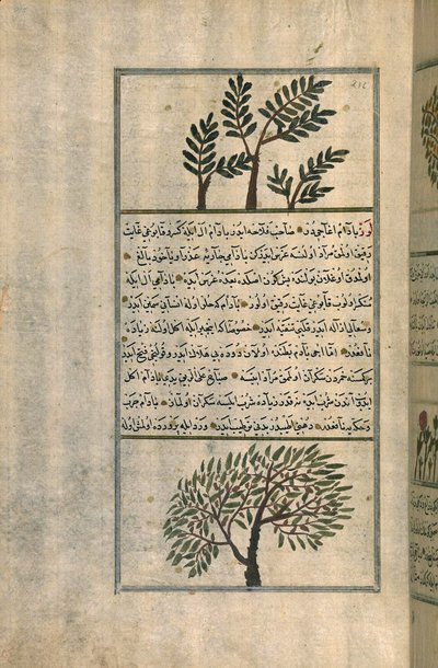 شجرة لبان فوق شجرة لوز بعد رسالة لزكريا بن محمد القزويني (حبر وصبغات على ورق منضد أوروبي) بواسطة المدرسة التركية