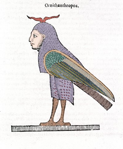 Ornithantropos. طائر برأس بشري. Ulisse Aldrovandi "" تاريخ الوحوش "، بولونيا 1642 بواسطة Ulisse Aldrovandi