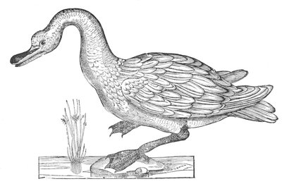  بواسطة Ulisse Aldrovandi