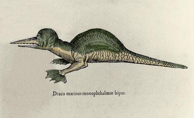 تمثيل لتنين بحري. لوحة من مخطوطة التاريخ الطبيعي بواسطة Ulisse Aldrovandi (1522-1605) عن الوحوش بواسطة Ulisse Aldrovandi