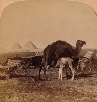 طفل الصحراء ، مصر ، 1896 بواسطة غير معروف
