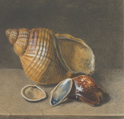 A Cowrie ، وقذيفتان أكبر حجما وقذفتان أصغر ، أواخر القرن السابع عشر ومنتصف القرن الثامن عشر. بواسطة غير معروف