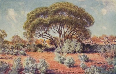 بقعة خصبة في وسط أستراليا ، 1923. بواسطة غير معروف