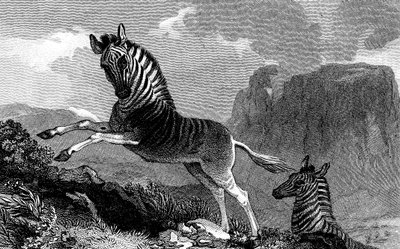 كواجا ، 1815 بواسطة غير معروف