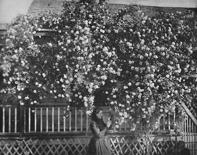 منزل مزخرف بالورود ، جنوب كاليفورنيا ، c1897. بواسطة غير معروف
