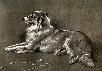 كلب غنم ، 1901 بواسطة غير معروف