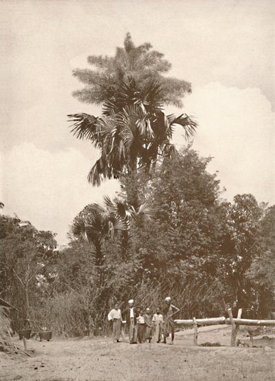 نخلة تاليبوت في زهرة ، 1900. بواسطة غير معروف