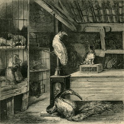 متجر الوحش البري ، c1873. بواسطة غير معروف