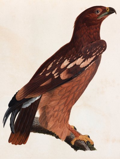 رسم توضيحي ملون لطائر بني بواسطة غير معروف