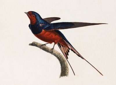 رسم توضيحي لطائر بني وأزرق بواسطة غير معروف