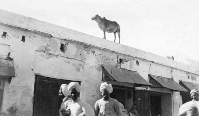بقرة على سطح مبنى ، ناوشيرا ، الهند ، 1916-1917 بواسطة غير معروف