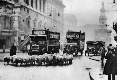 قطيع من الأغنام في ستراند ، لندن ، 1926-1927 بواسطة غير معروف