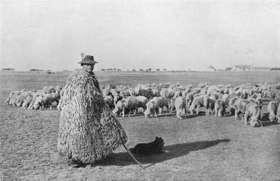راعي نموذجي ورعيته في سهول المجر ، 1915 بواسطة غير معروف