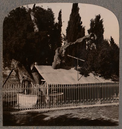Abrahams Oak بالقرب من الخليل ، c1900 بواسطة غير معروف