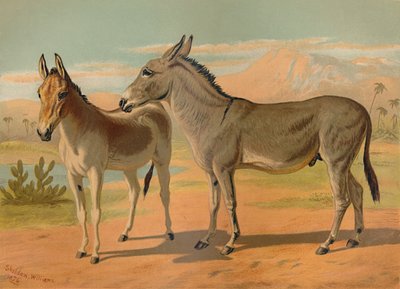 الحبشية البرية الذكور الحمار & Onager الهندي الإناث ، c1879. بواسطة غير معروف