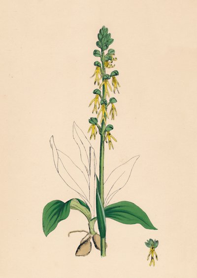 Aceras anthropophora. مان أوركيس ، القرن التاسع عشر بواسطة غير معروف
