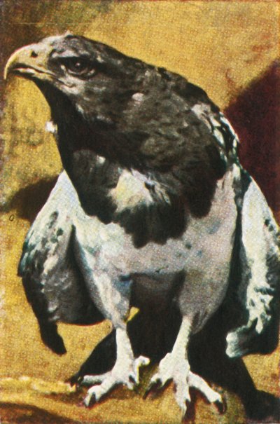 إبرة الكبار ، c1928. بواسطة غير معروف