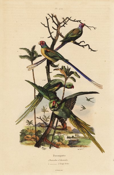 ببغاء الكسندرين ، Psittacula eupatria ، وببغاء طويل الذيل ، ببغاء ألكسندر Psittacula longicauda وببغاء طويل الذيل بواسطة غير معروف