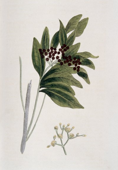 البهارات ، 1823 بواسطة غير معروف