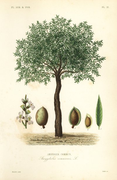Almond tree, Prunus dulcis, Amandier commun بواسطة غير معروف