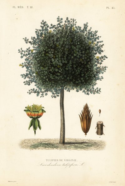 شجرة الزنبق الأمريكية أو خشب التوليب ، Liriodendron tulipifera ، Tulipier de Virginie بواسطة غير معروف