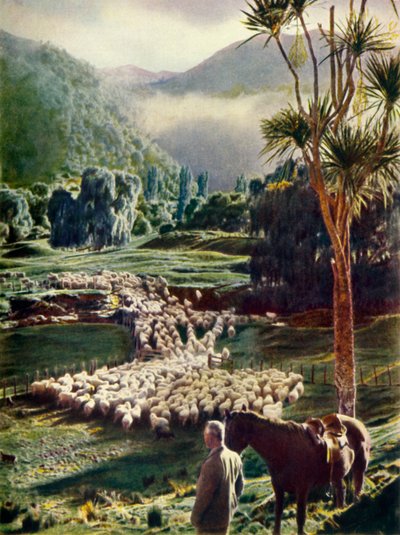 وسط جمال مزارع الأغنام في نيوزيلندا ، c1948. بواسطة غير معروف