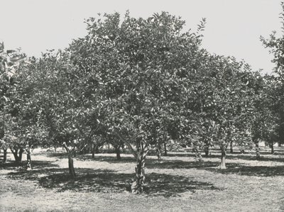 بستان برتقال بالقرب من المدينة ، سانت أوغسطين ، الولايات المتحدة الأمريكية ، 1895. بواسطة غير معروف