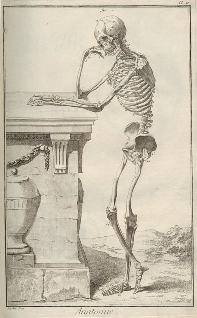 تشريح. من Encyclopédie بقلم دينيس ديدرو وجان لو روند دالمبرت ، 1751-1765. بواسطة غير معروف