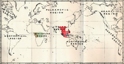 Anthropoidea - Hylobates Red ، Simia Blue ، Gorilla Brown ، Anthropopithecus Green ، 1897 بواسطة غير معروف