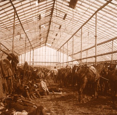 خيول المدفعية ، c1914-c1918 بواسطة غير معروف