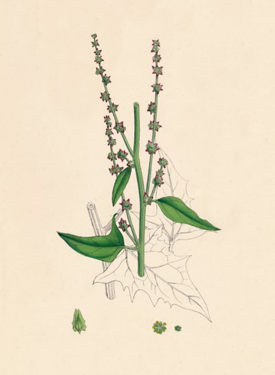 Atriplex Smithii. سميثز أوراشي ، القرن التاسع عشر بواسطة غير معروف