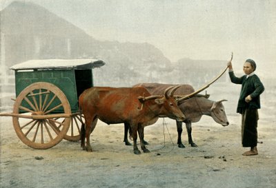 Attelage Annamite ، Annamite Yoke ، 1900. بواسطة غير معروف