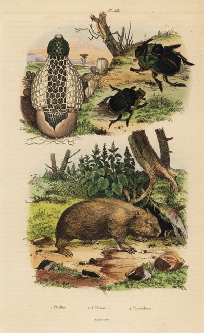 Bamboo fungus, Phallus indusiatus 1, scarab dung beetles, Coprophanaeus ensifer 2 and Diabroctis mimas 3, and common wombat, Vombatus ursinus 4 بواسطة غير معروف