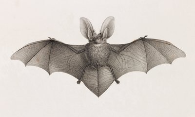 Bat eared variety, bats in Egypt بواسطة غير معروف